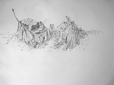Zeichnung Meersesschnecke mit zusammengerolltem Blatt